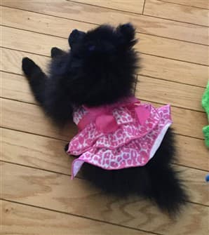 pomeranian-in-cute-dress